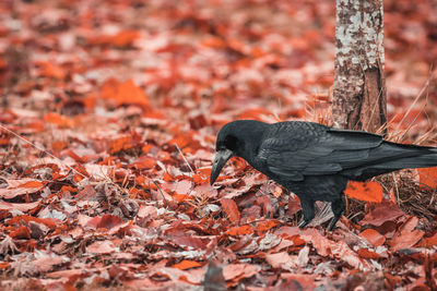 View of bird on dirt road