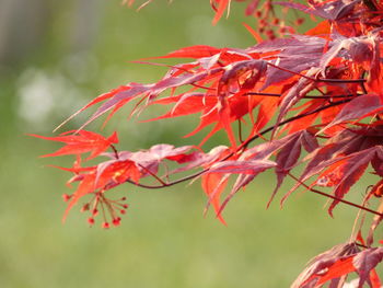 Close-up of red maple leaves on tree