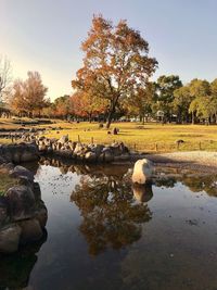 Scenic view of lake by trees against sky