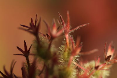 Close-up of red cactus plant