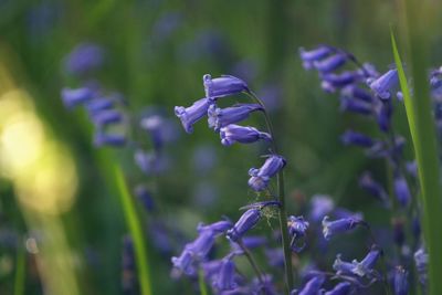 Close-up of purple lavender flowers