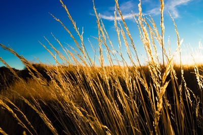 Close-up of wheat field against sky