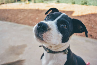 Close-up portrait of a dog