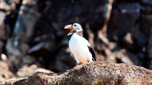 Puffin at hornøya