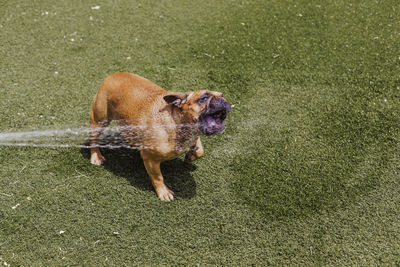 High angle view of dog running on field