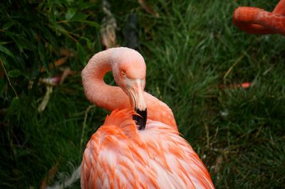 Close-up of flamingo on grass