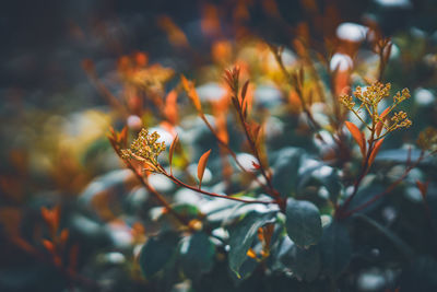 Close-up of flowering plant