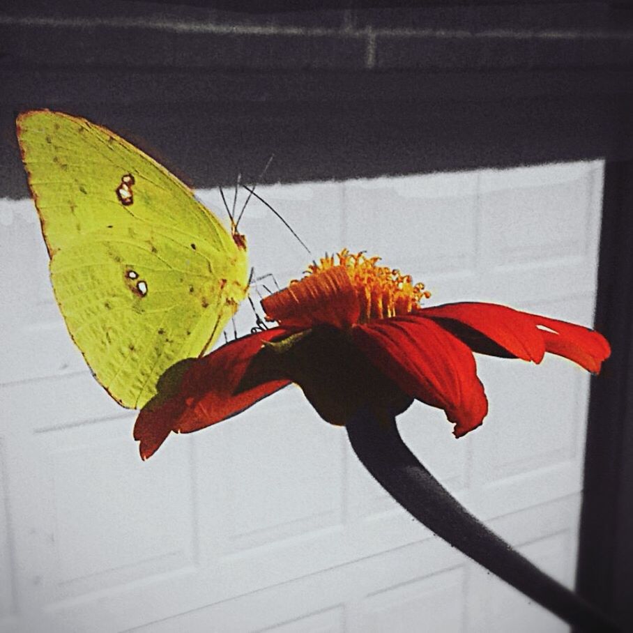 CLOSE-UP OF BUTTERFLY POLLINATING ON FLOWER