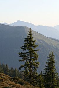 Scenic view of pine trees against clear sky