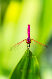 Close-up of insect on leaf