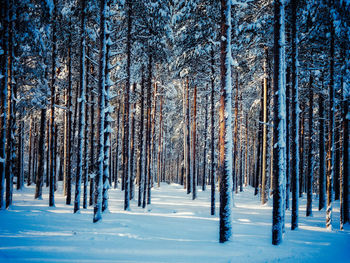 Pine trees in forest during winter