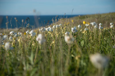 Plants growing on field