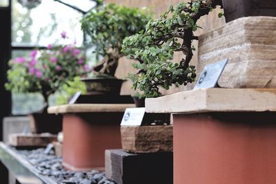 Close-up of potted bonsai trees on display in a greenhouse
