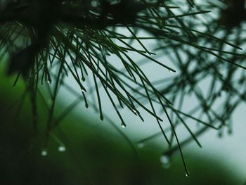 Close-up of plant against blurred background