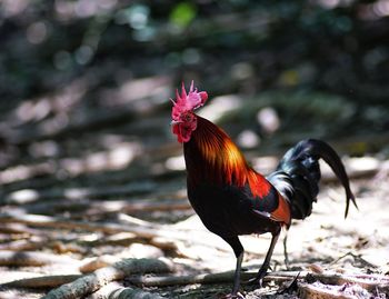 Close-up of rooster on land