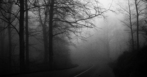 Bare trees by road in forest