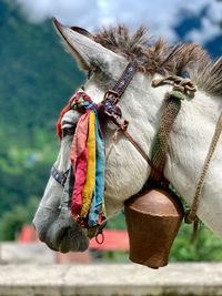 A line of mountain donkey stopped in front of us while we trekking to chomrong, annapurna base camp