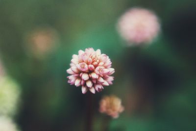 Close-up of pink flower blooming outdoors