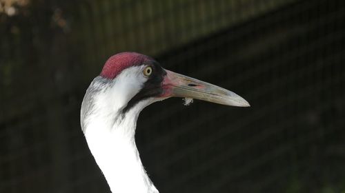 Close-up of a bird