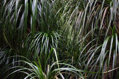 Close-up of fresh green plants in field