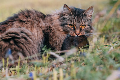 Portrait of a cat on field