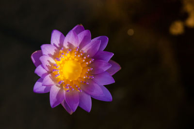 Close-up of purple flower