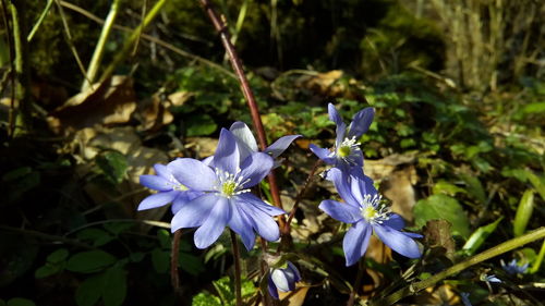 Close-up of purple flowers blooming outdoors