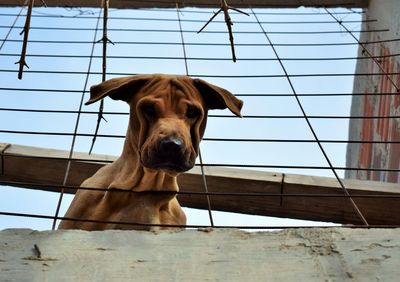 Close-up portrait of dog against clear sky