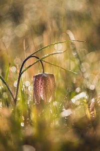 Close-up of grass in field