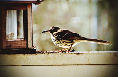 Close-up of bird perching on wood