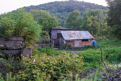 Abandoned house amidst trees and plants in forest