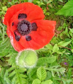 Close-up of poppy blooming outdoors