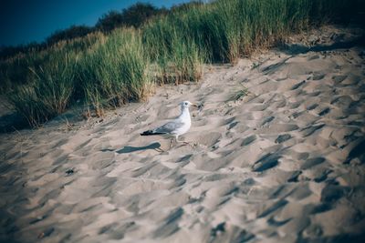 View of seagulls on beach