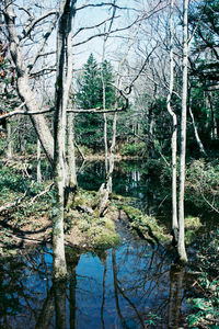 Reflection of trees in water