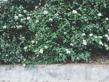 Close-up of white flowers