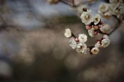 Close-up of cherry blossoms in spring