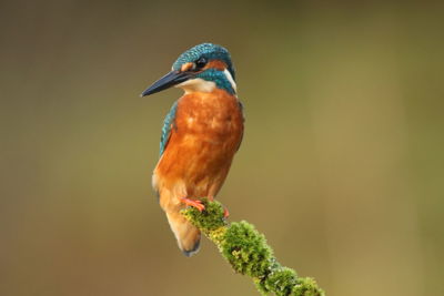 Close-up of kingfisher perching on branch