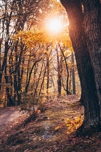 Sunlight streaming through trees in forest during autumn