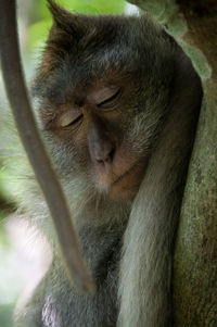 Close-up of a monkey looking away