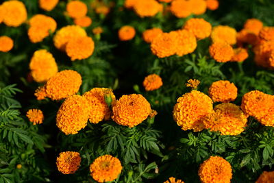 Close-up of orange flowers