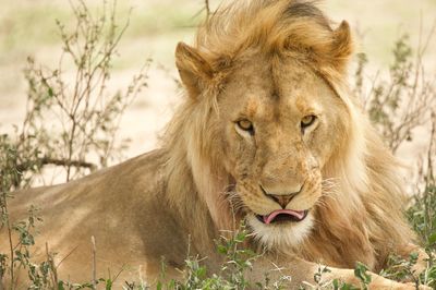 Portrait of lion relaxing outdoors