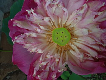 Close-up of pink rose