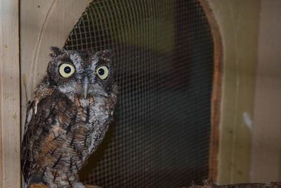 Close-up portrait of screech owl