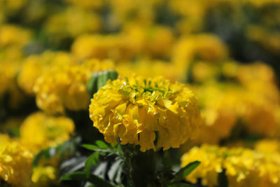 Close-up of yellow flowering plant on field