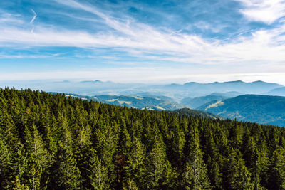 Scenic view of pine trees against sky