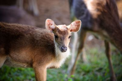 Close-up of deer standing on field