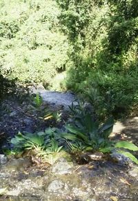 High angle view of stream amidst plants