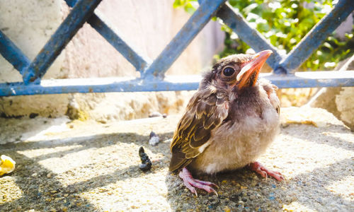 Close-up of sparrow on ground