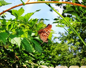 Close-up of butterfly perching on leaf