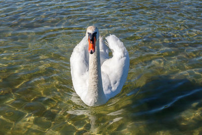 High angle view of swan swimming in lake